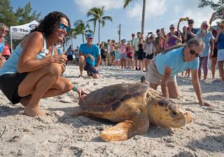 Rehabilitated Loggerhead Sea Turtle Released Off Key West