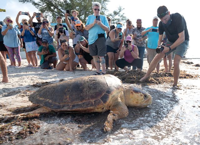 Tina was rescued off Big Pine Key after being found with a trap line around her neck and was deemed ready for release after rehabilitative care at the Turtle Hospital. Photo: Rob O'Neal