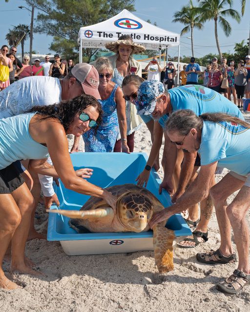 Bette Zirkelbach, left front, and Richie Moretti, right front, both of the Florida Keys-based Turtle Hospital, help carry the 200-pound reptile to the beach for release to her ocean home. Photo: Rob O'Neal