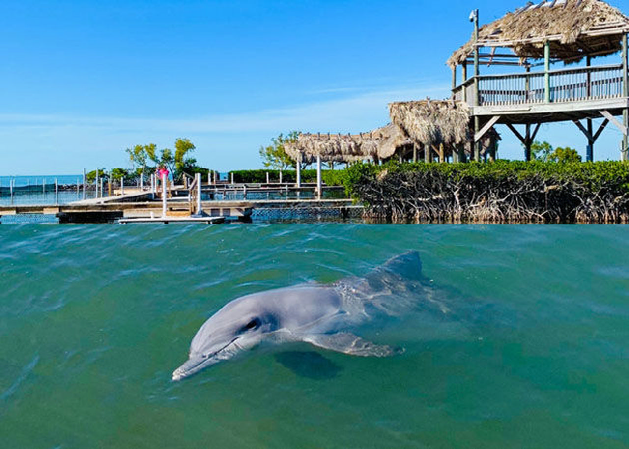 Keys Kids Deals in effect through Oct. 15 include free admission for kids 12 and under at a variety of top Key West, Marathon and Islamorada attractions, including the Dolphin Research Center in Marathon. 