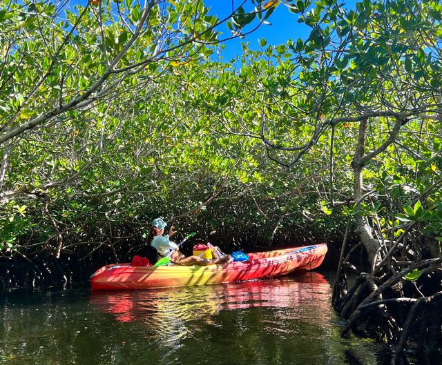 Three-hour kayak ecotours through mangroves forests and across tidal flats take participants through areas that serve as nursery habitat for many species of fish, including those that populate the nearby coral reef. Photo: JoNell Modys