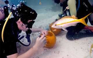 Underwater Pumpkin Carving Contest Set for Oct. 28 in Key Largo