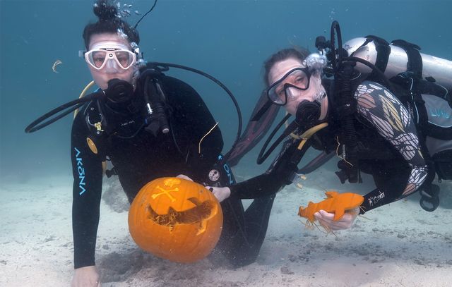A team of divers carves a jack-o'-lantern with a skull and crossbones and a cutout of a shark during the 2022 Underwater Pumpkin carving contest. Photo: Frazier Nivens