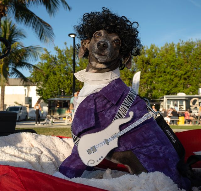 In the 2022 Fantasy Fest Pet Masquerade, this Italian greyhound owned by Tracey Slecton is costumed as the late rock star, Prince. Photo: Rob O'Neal