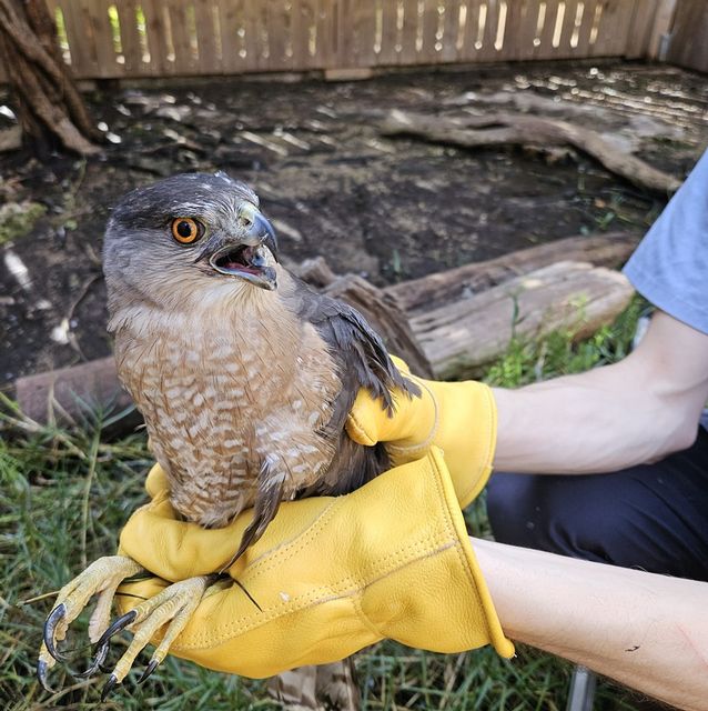 A rehabilitated Cooper's hawk was successfully treated for head trauma at Florida Keys Wild Bird Rehabilitation Center and released. 