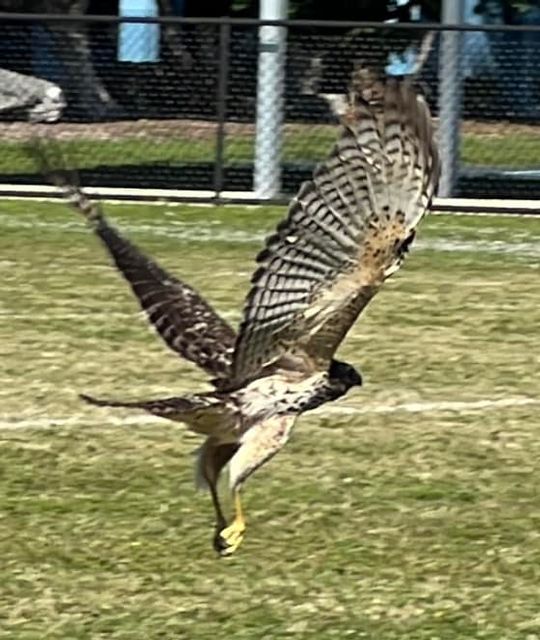 One of two rehabilitated red shouldered hawks that was released Nov. 27, 2023 at Key Largo School by Erin Allison. 