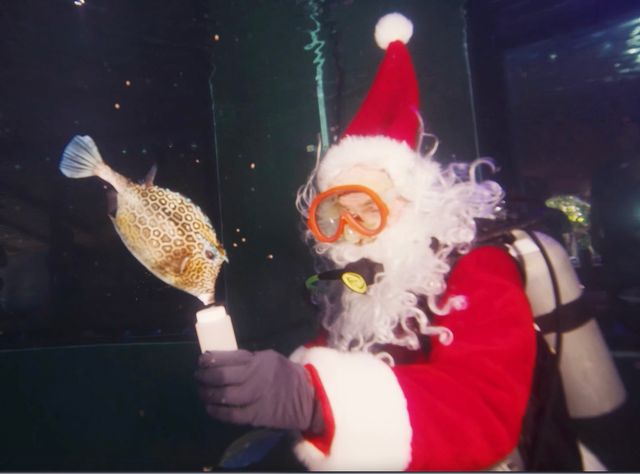 Recipients of Scuba Santa’s holiday generosity included a scrawled cowfish. 