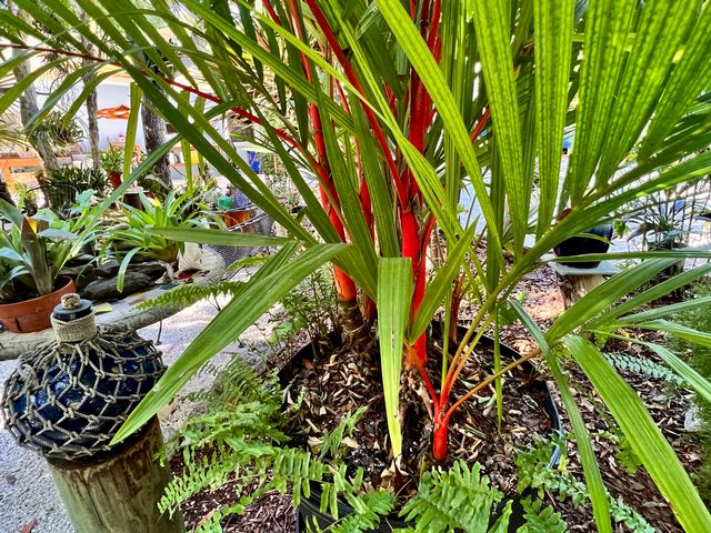 Potted palms, bromeliads and other tropical plants line curving walkways through a backyard garden. 