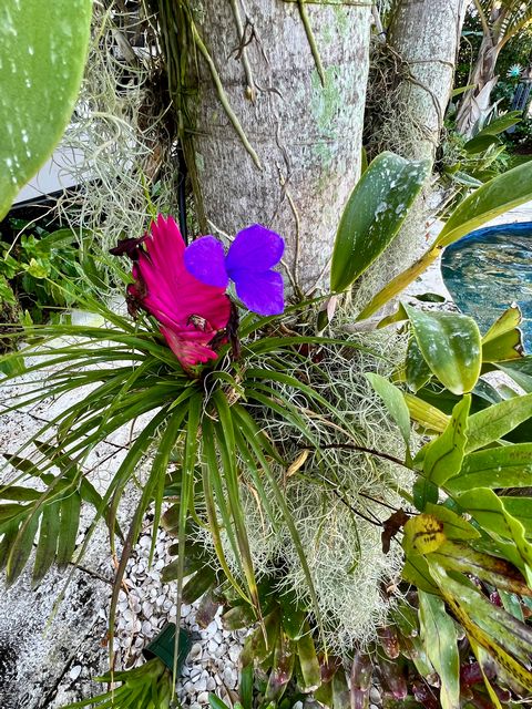 A bromeliad and orchid grow attached to a palm tree in a backyard garden, as viewed during the annual Upper Keys Garden Walk. 