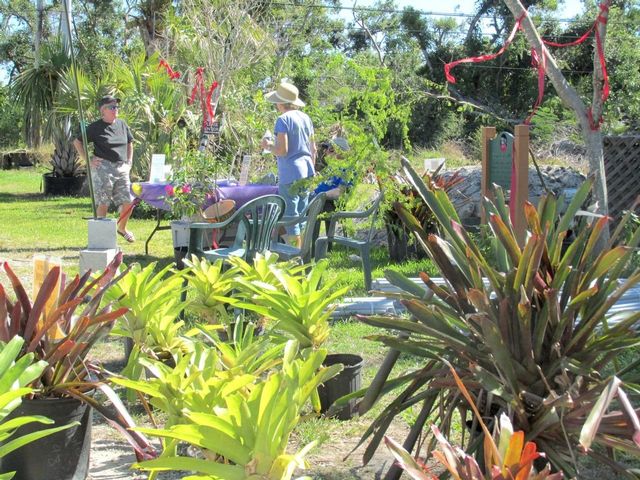 A wide variety of plants including bromeliads will be on display during GardenFest for viewing in the garden, with many plants available for sale. 