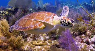 Dive into the Keys’ Underwater World with FloridaKeysTV