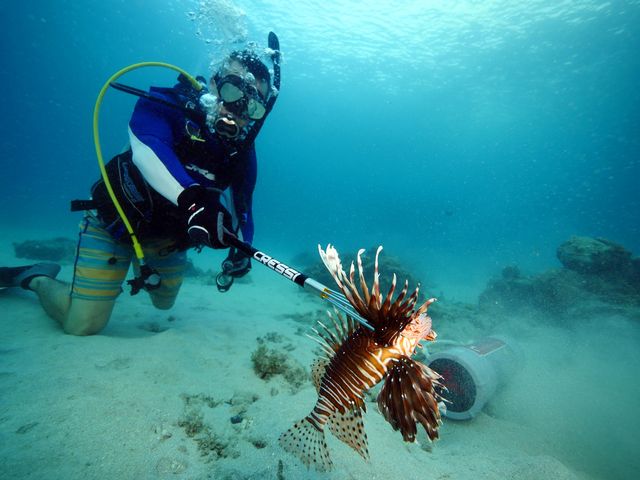 The invasive lionfish, which can decimate native reef fish populations, are actively spearfished as table fare. Photo: Captain Jimmy Nelson