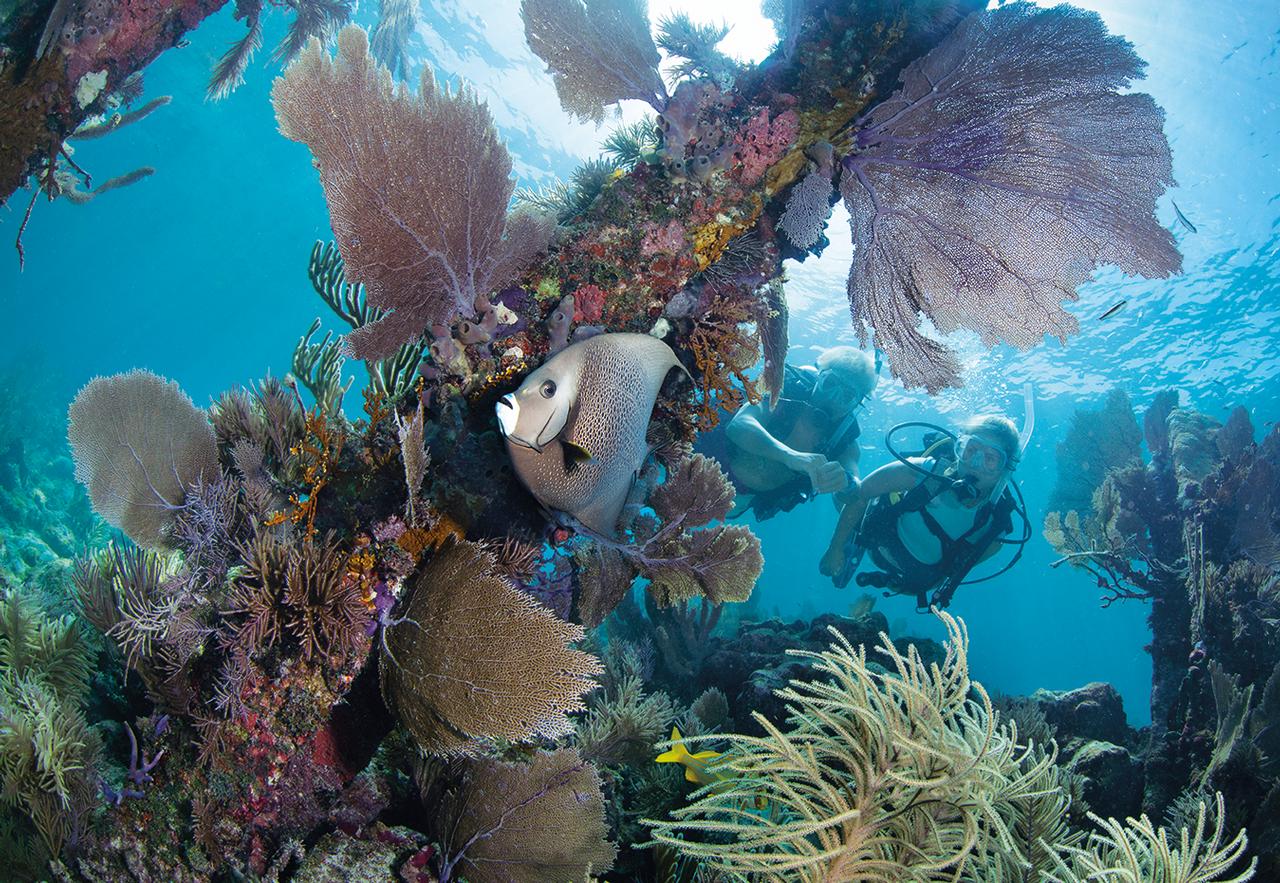 Divers explore the beauty of Banana Reef off Key Largo, being careful not to touch coral formations. Photo: Stephen Frink