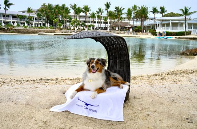 Hawk's Cay's new Vacay Pup program includes amenities such as canine cabanas for lounging on Tiki Beach and onsite Pup Planners to assist with the perfect pawcation. 