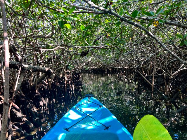 A guided paddling excursion through twisted mangrove tunnels brings shade and a sense of quiet wonder. Photo: JoNell Modys