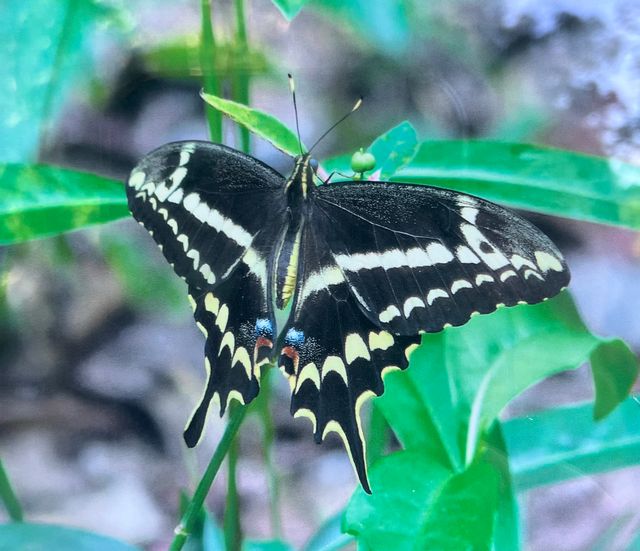 A hike through the hardwood forest at Dagny Johnson Key Largo Hammock Botanical State Park may reward keen-eyed visitors with a glimpse of the severely endangered Schaus swallowtail butterfly. 