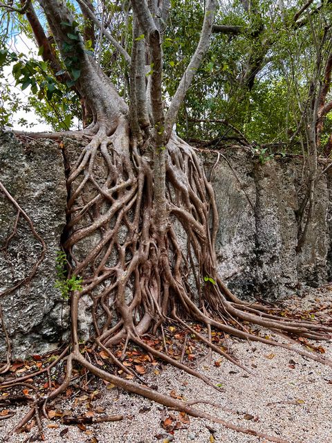 Step back in time at Windley Key to see and touch eight-foot-high quarry walls of ancient coral. Photo: JoNell Modys