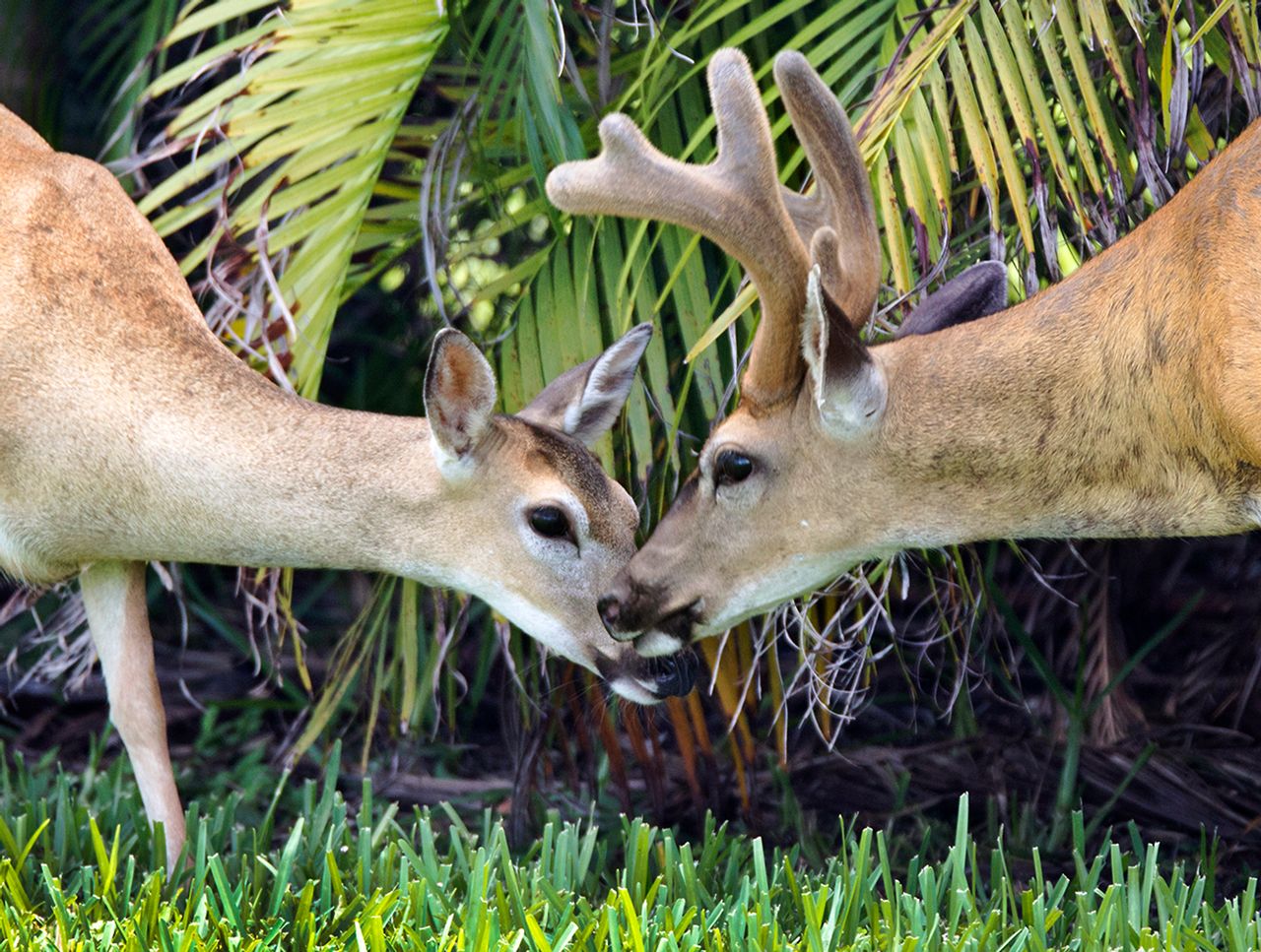 Hike through the National Key Deer Refuge to spot the area's native wildlife including the tiny endangered Key deer, found only in the Florida Keys. Photo: Rob O'Neal