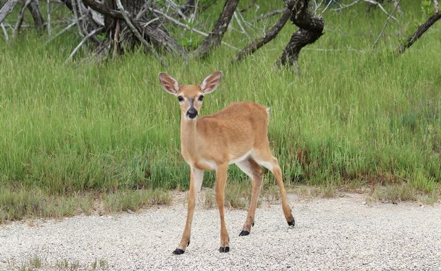 The smallest subspecies of white-tailed deer, the graceful Key deer are about as big as a mid-sized dog and can be found only in the Keys. Photo: JoNell Modys