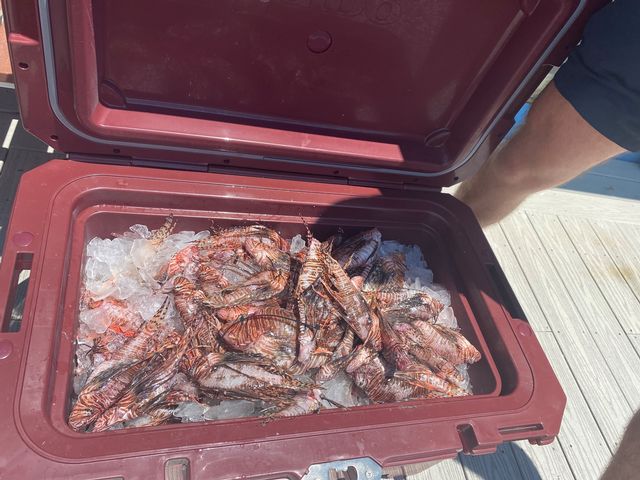 Competitors turn in their lionfish catches on ice for scoring, with a portion to be donated to REEF for uses including lionfish tastings and research. 