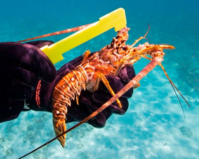 All keeper lobsters must be larger than 3 inches on the carapace and be measured in the water. 