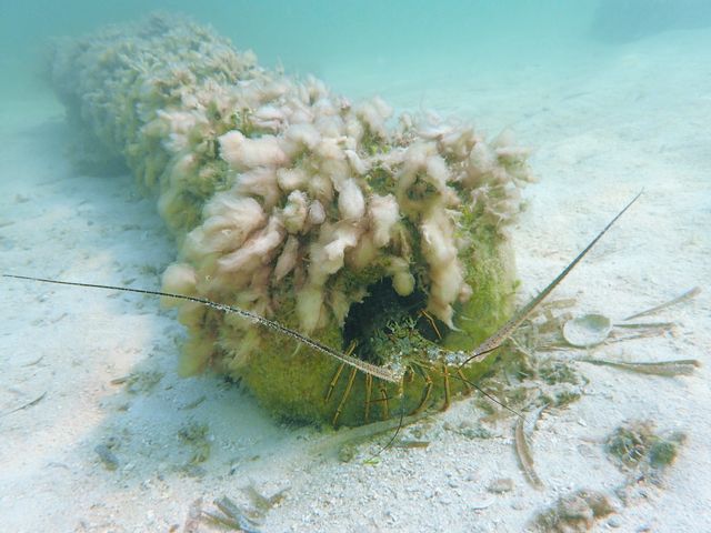 The San Pedro site supports a variety of sea life, making it a favorite with divers and snorkelers. Image courtesy of Florida State Parks. 