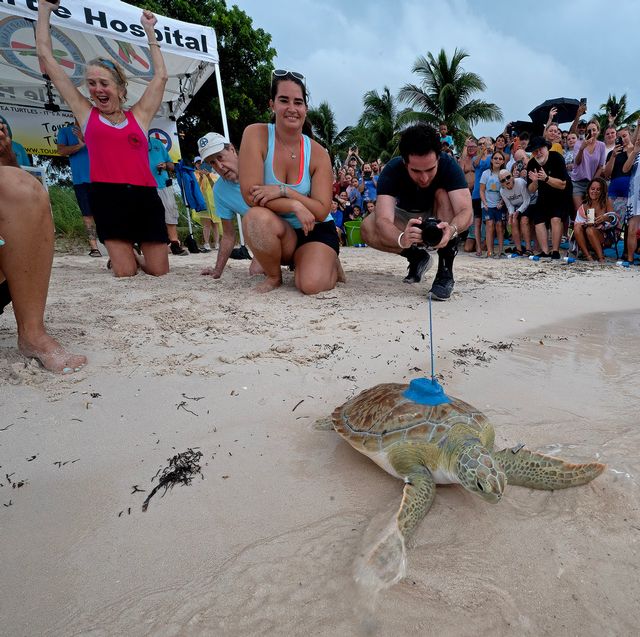 Cindy Wright cheers as she watches Roseleigh, a juvenile green sea turtle she helped rescue, as the reptile was released off the Florida Keys. Photo: Andy Newman