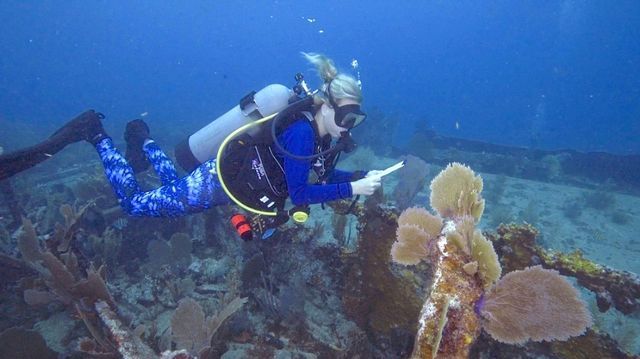 REEF fish surveyors are to be present on dive and snorkel excursions to help attendees with fish identification and provide fish survey materials. Photo: REEF