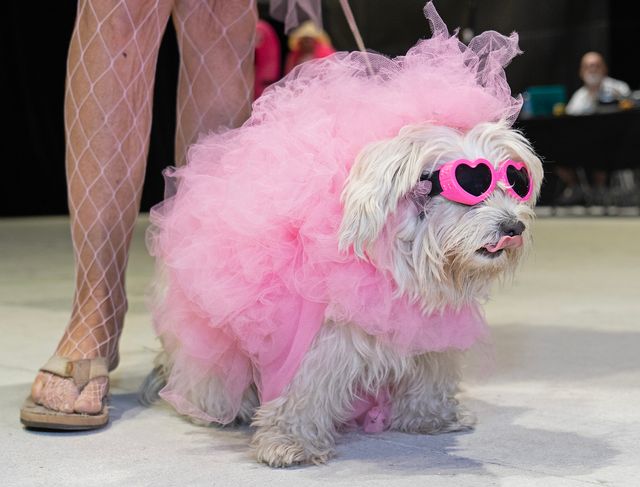 A Havanese dog sports sunglasses and a tutu during a past Fantasy Fest Pet Masquerade. 