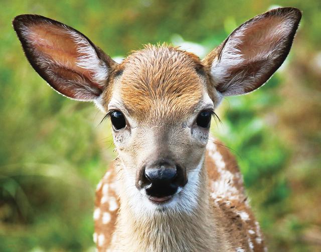 A new Key deer rehabilitation facility is to provide care for orphaned fawns and medical assistance for injured Key deer. Photo: Valerie Preziosi