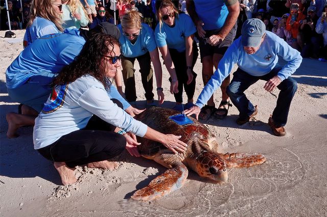 Rehabilitated Loggerhead Sea Turtle Released Off Florida Keys 