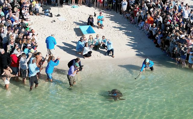 A large crowd turned out for Harlow's release as she returned to her ocean home, fitted with a satellite tracking tag. Photo: Andy Newman