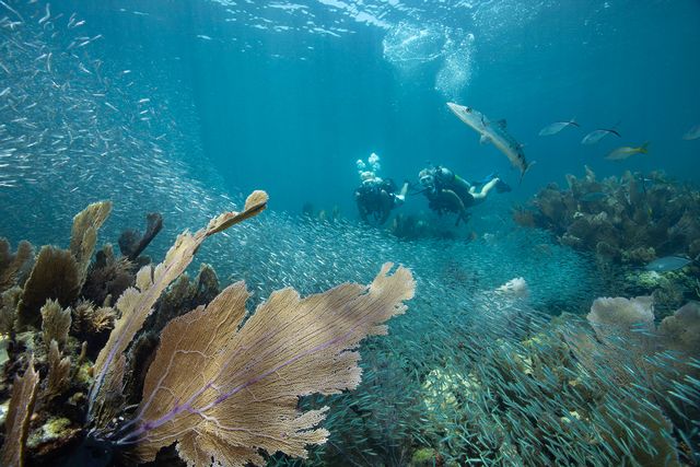 Dive photographer Stephen Frink illustrates in this photo how a passing school of glass minnows can transform an underwater image. Photo: Stephen Frink