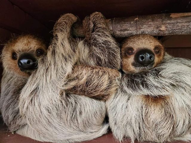 Two-toed sloths Sid and Sylvia have taken up residence at the Monroe County Sheriff's Animal Farm.  