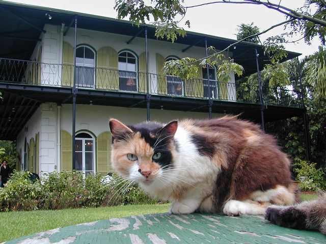 Tour the historic Hemingway Home & Museum to see the author's second-story writing studio and visit with the descendants of Hemingway's first six-toed cat, Snow White, that live on and roam the property. Photo: Andy Newman