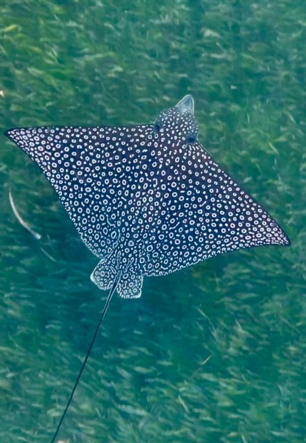 A spotted eagle ray swims near the Old Seven Mile Bridge. Photo: Brett Bertini