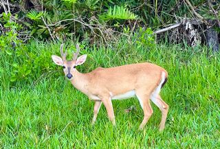 Key Deer National Wildlife Refuge Trails