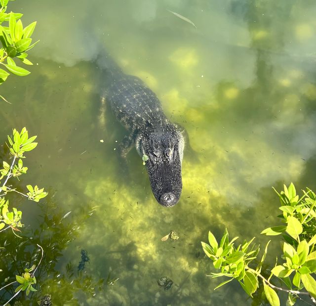 The Blue Hole has a lens of freshwater that sits atop saltwater beneath, attracting wildlife including alligators, birds, Key deer and more. 