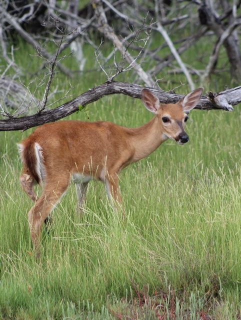 Trail walkers are likely to spot diminutive Key deer, especially if visiting early in the morning or late afternoon approaching sunset. 