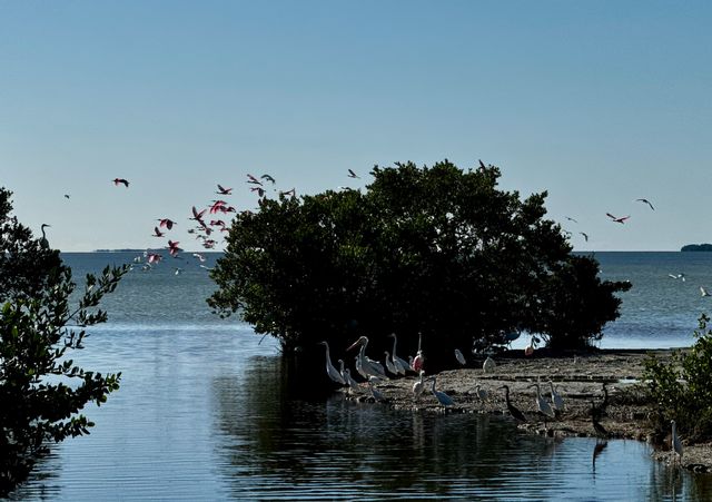 Snake Bight attracts native and migratory bird species viewable from a boardwalk at the end of the trail. Photo: JoNell Modys