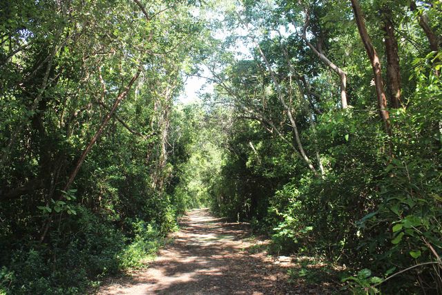 The park contains the largest remaining contiguous tracts of subtropical West Indian hardwood hammock still found in the continental United States.