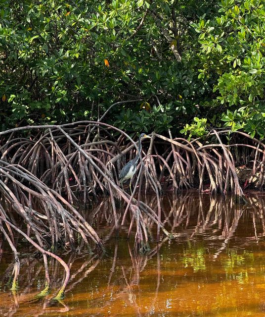 A tricolored heron perches on red mangrove roots in the mangrove estuary portion of the outer loop trail. 