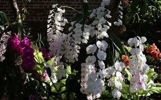 Key West Orchid Society to Host Key West Orchid Festival Feb. 28 Through March 2