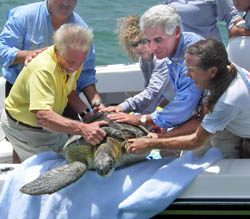 Image 1 - Richie Moretti at far right, doing what he loves, releasing a 140-pound Green sea turtle rehabbed a the Turtle Hospital. Aiding Moretti are Florida Governor Charlie Crist center and Monroe County Mayor Mario Di Gennaro on the left. Photo by Andrew Crowder/Florida Keys News Bureau.