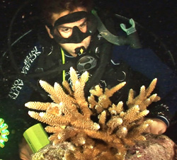 A student documents gametes broadcasted from farmed staghorn coral at Molasses Reef off Key Largo Saturday night. Photos by Bob Care/Florida Keys News Bureau