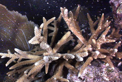 One of the farm-raised staghorn corals releases gametes.