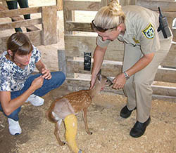 Veterinarian Geraldine Diethelm, left, begins to remove a leg cast from a tiny Key deer fawn named Tina, who is held by Jeanne Selander. Photos by Becky Herrin/Monroe County Sheriff's Office