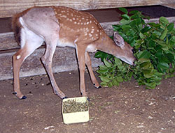 After the cast is removed, Tina inspects some food. 