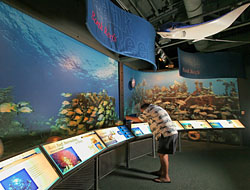 A visitor at the Florida Keys Eco Discovery Center examines an interactive exhibit focusing the Florida Keys contiguous coral barrier reef. Photo by Rob O'Neal/Florida Keys News Bureau