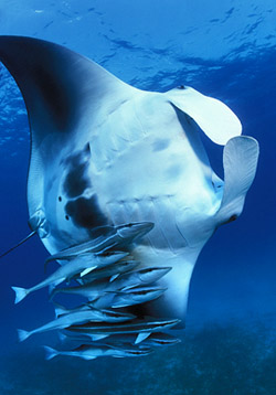 Stephen Frink shot this manta ray, accompanied by remora fish, as it glides off Key Largo. (www.stephenfrink.com)